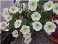 slike cvijeca